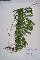 藏品(粗毛鱗蓋蕨)的圖片