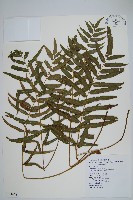 藏品(華東瘤足蕨)的圖片