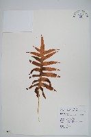 藏品(大葉玉山茀蕨)的圖片