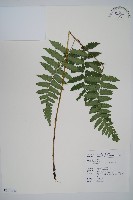 藏品(琉球雙蓋蕨)的圖片