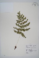 藏品(阿里山蹄蓋蕨)的圖片