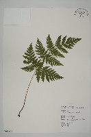 藏品(薄葉三叉蕨)的圖片
