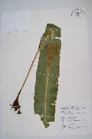 藏品(銳頭舌蕨)的圖片