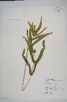 藏品(箭葉鱗始蕨)的圖片