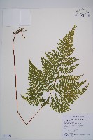 藏品(碗蕨)的圖片