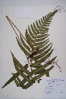 藏品(邊緣鱗蓋蕨)的圖片