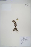 藏品(長柄粉背蕨)的圖片