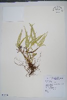 藏品(掌鳳尾蕨)的圖片