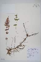 藏品(星毛紫柄蕨)的圖片