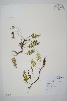 藏品(華東瓶蕨)的圖片