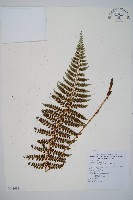 藏品(鐮葉耳蕨)的圖片