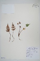 藏品(深山粉背蕨)的圖片