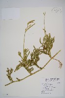 藏品(石松)的圖片