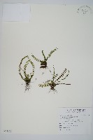 藏品(三翅鐵角蕨)的圖片