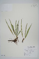 藏品(瓦葦)的圖片