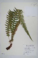 藏品(翅軸假金星蕨、短柄卵果蕨)的圖片