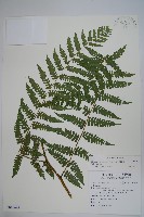 藏品(奄美雙蓋蕨)的圖片