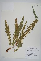 藏品(翅軸假金星蕨、短柄卵果蕨)的圖片