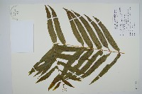 藏品(長葉腎蕨)的圖片