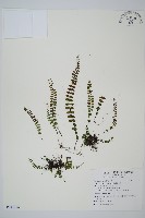 藏品(鐵角蕨)的圖片