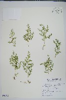 藏品(玉山卷柏)的圖片