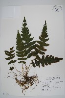 藏品(溪邊蕨)的圖片