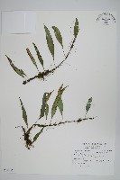 藏品(骨牌蕨)的圖片