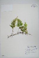 藏品(蕗蕨)的圖片