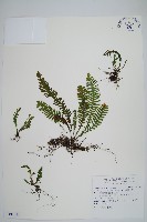 藏品(密毛蒿蕨)的圖片