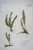 藏品(穴子蕨)的圖片