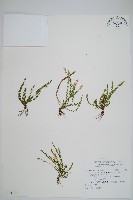 藏品(疏毛荷包蕨)的圖片