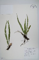 藏品(粵瓦葦)的圖片