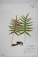 藏品(大葉玉山茀蕨)的圖片