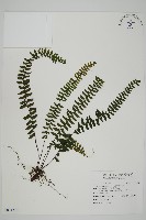 藏品(生芽鐵角蕨)的圖片