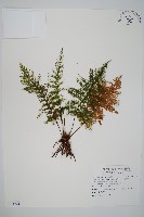 藏品(毛桿蕨)的圖片