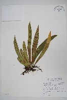 藏品(蘭嶼車前蕨)的圖片