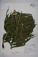 藏品(大葉毛蕨)的圖片