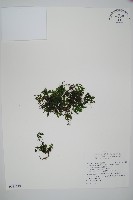 藏品(圓唇假脈蕨)的圖片