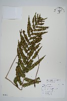 藏品(毛蕨)的圖片