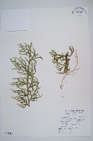 藏品(過山龍)的圖片