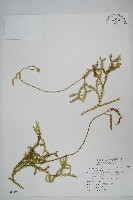 藏品(石松)的圖片