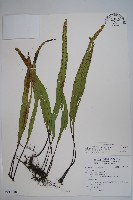 藏品(麟瓦葦、川上氏瓦葦)的圖片