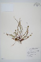 藏品(鐵角蕨)的圖片