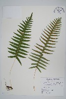 藏品(阿里山水龍骨)的圖片