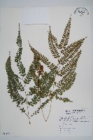 藏品(斜方複葉耳蕨)的圖片