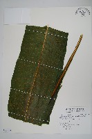 藏品(膜葉星蕨)的圖片