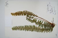 藏品(腎蕨)的圖片