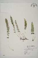 藏品(陵齒蕨、鱗始蕨)的圖片