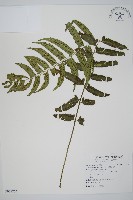 藏品(鋸齒雙蓋蕨、線葉雙蓋蕨、刺鱗雙蓋蕨)的圖片