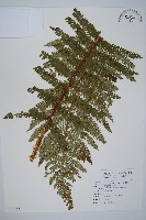 藏品(尖葉耳蕨)的圖片